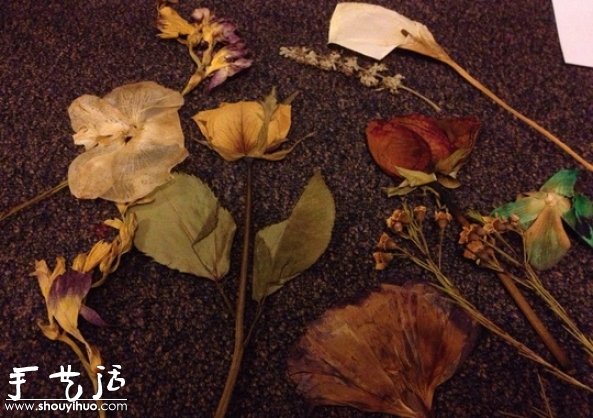 DIY干花裱框標本,干花裱框標本制作方法 - www.iyw0659.cn