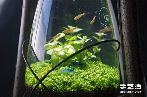 煤油燈改造成水族箱 當(dāng)然也可以拿來種盆栽 - www.iyw0659.cn