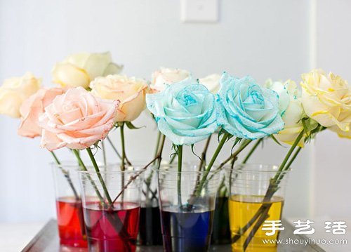 白色玫瑰染色 DIY七彩玫瑰花 - www.iyw0659.cn