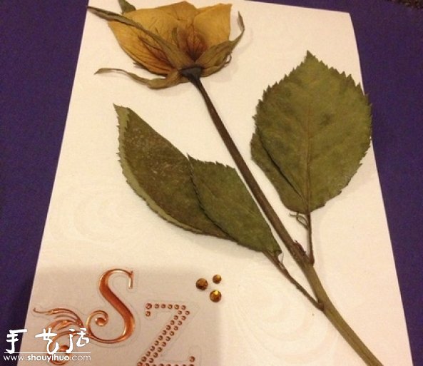 DIY干花裱框標本,干花裱框標本制作方法 - www.iyw0659.cn
