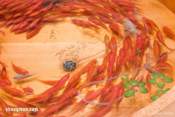 可憐小金魚被透明樹脂封存?別哭,你再仔細(xì)看 - www.iyw0659.cn
